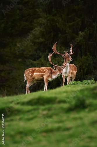 Deers near the Forest