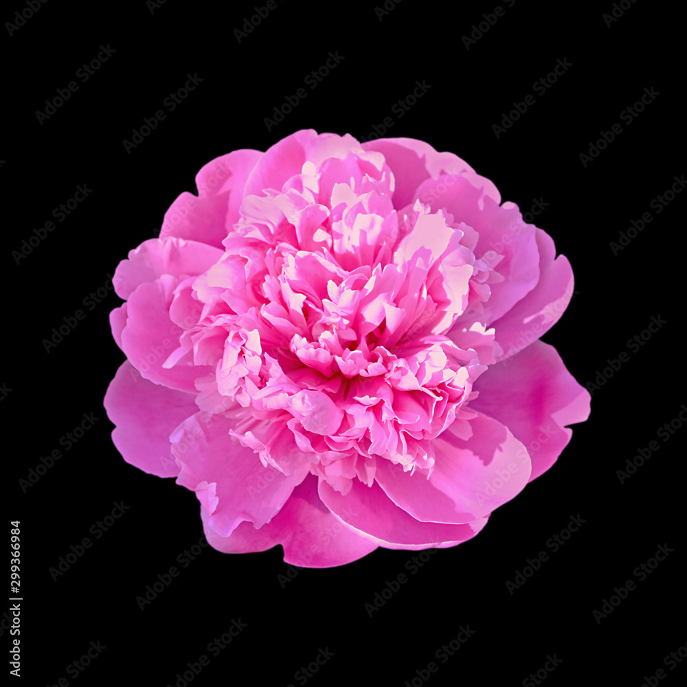 Beautiful pink peony isolated on a black background Beautiful pink peony isolated on a black background