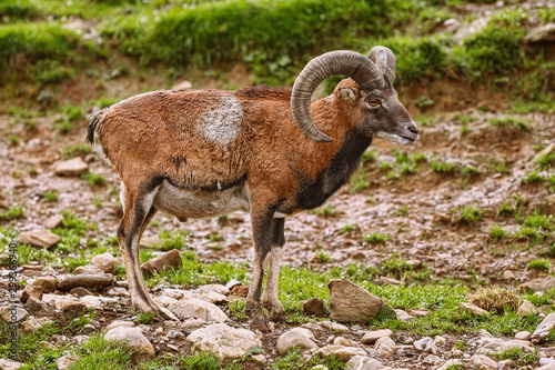 Big Brown Ram