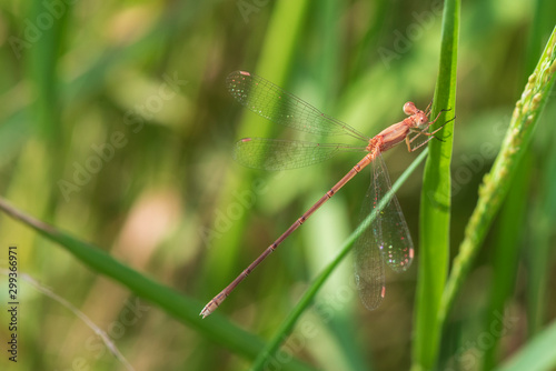 Image of dragonfly perched on the grass top in the nature.