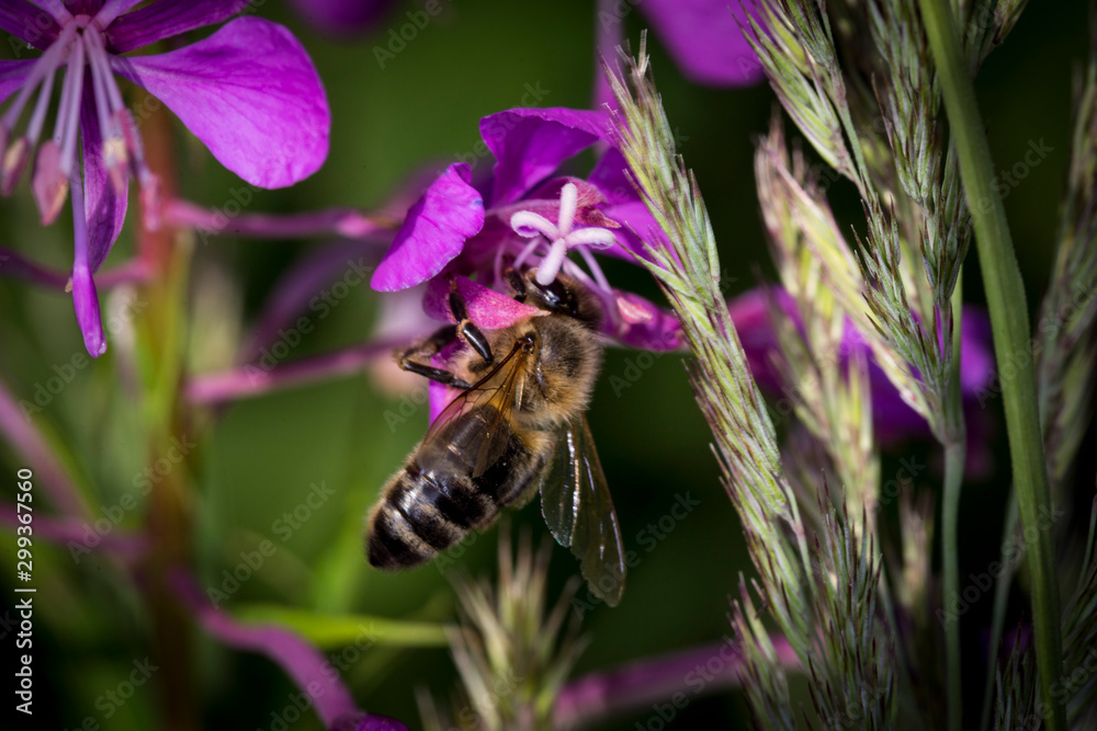 Fototapeta premium makro leśne owady