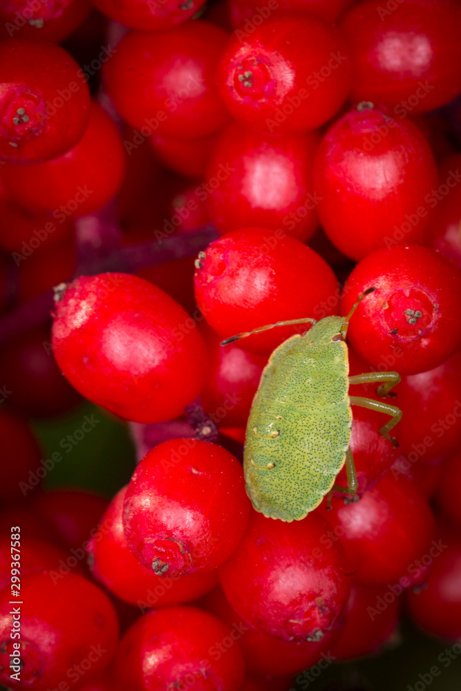 makro leśne owady makro leśne owady