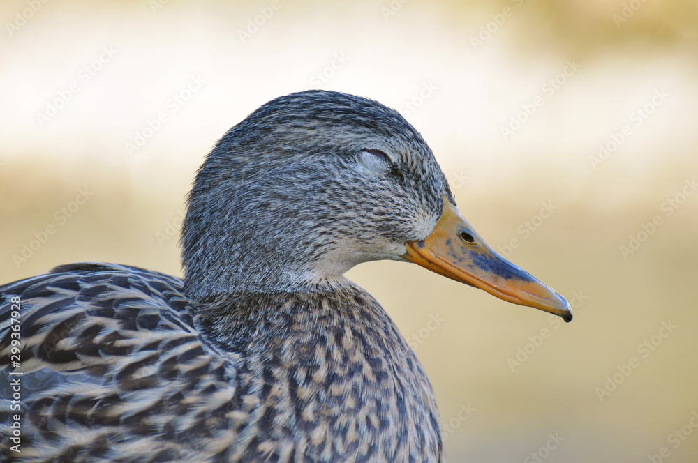 Mallard Standing on the Riverside in Winter (Anas platyrhynchos) Mallard Standing on the Riverside in Winter (Anas platyrhynchos)