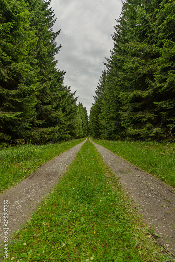 road in the forest