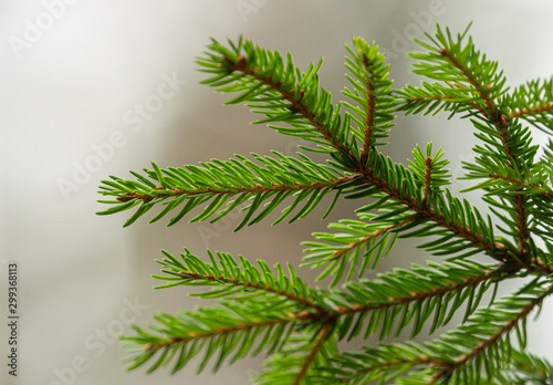 spruce branch