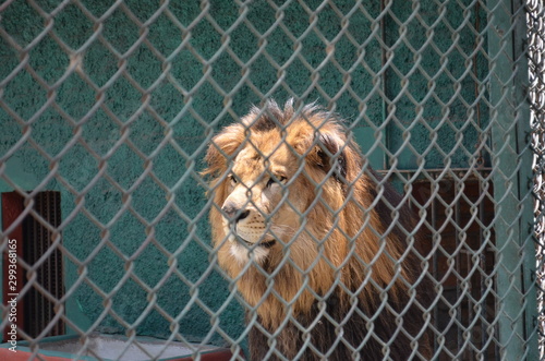 León en cautiverio  photo