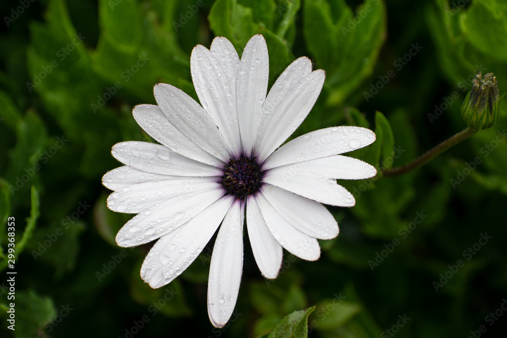 white cape daisy flower on background of green leaves white cape daisy flower on background of green leaves