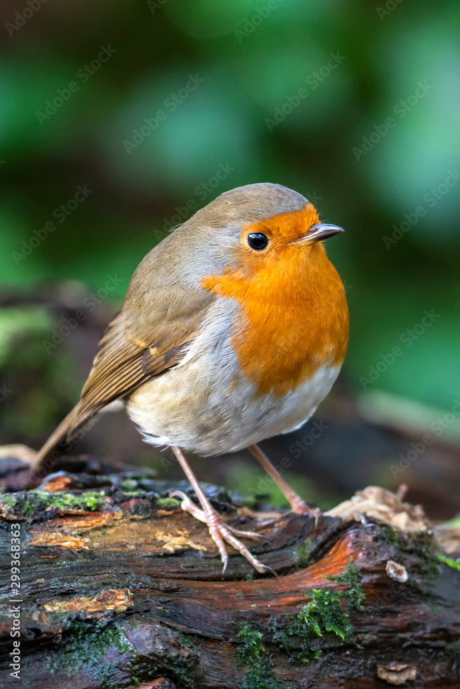 Robin redbreast ( Erithacus rubecula) bird a British garden songbird with a red or orange breast often found on Christmas cards Robin redbreast ( Erithacus rubecula) bird a British garden songbird with a red or orange breast often found on Christmas cards