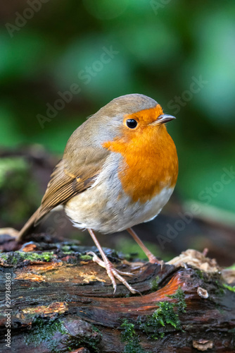 Robin redbreast ( Erithacus rubecula) bird a British garden songbird with a red or orange breast often found on Christmas cards © Tony Baggett