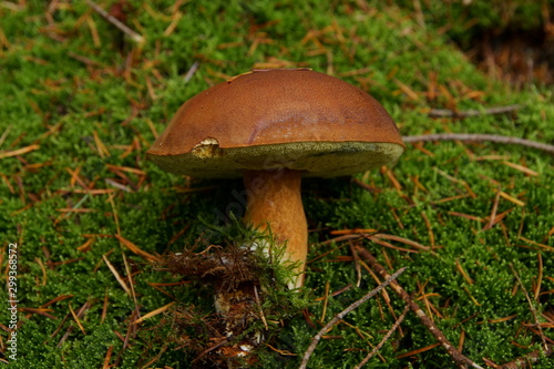Boletus badius, Imleria badia or bay bolete mushroom closeup. Edible and pored fungus has velvety dark brown cap. Mushrooming season, growing in woods, forests. Autumn harvest fungi, Mushroom picking