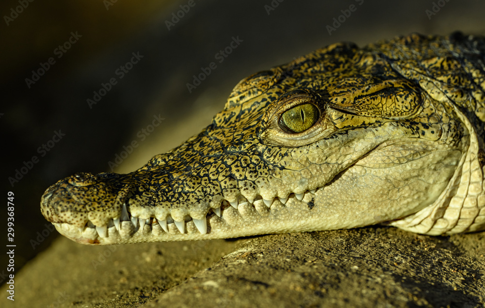 Obraz premium crocodile portrait