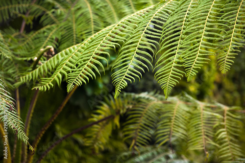Green foliage natural floral ferns