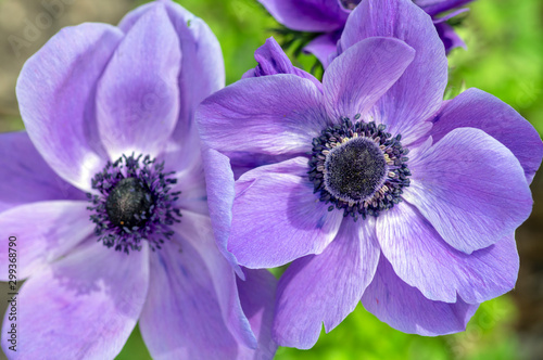 Photo Beautiful violet blue black ornamental anemone coronaria de caen in bloom, brigh