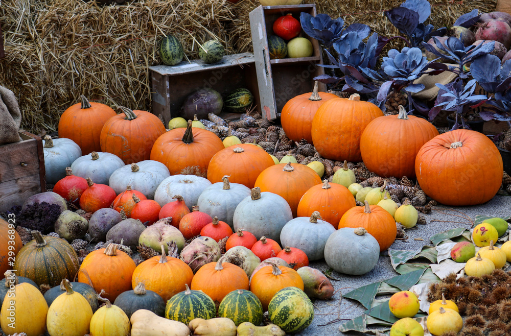 Composition of colorful vegetables in harvest time. Pumpkin, zucchini.