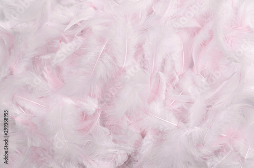 pink feathers background