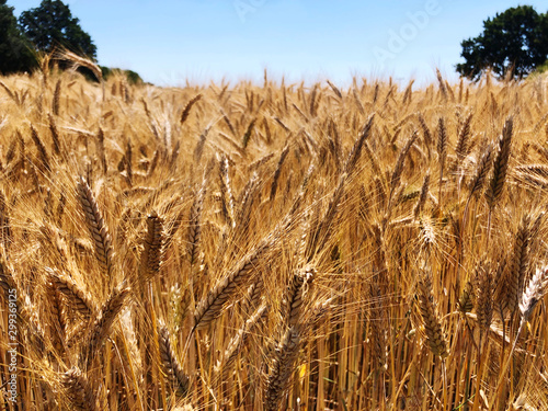 ears of wheat