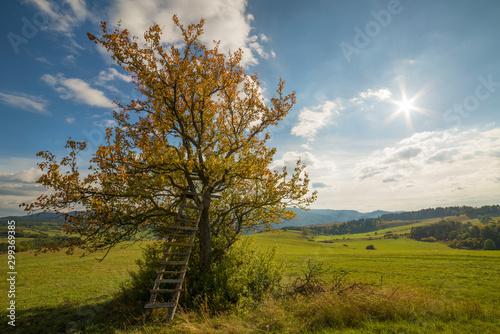 Lonely autumn wild pear tree on the meadow