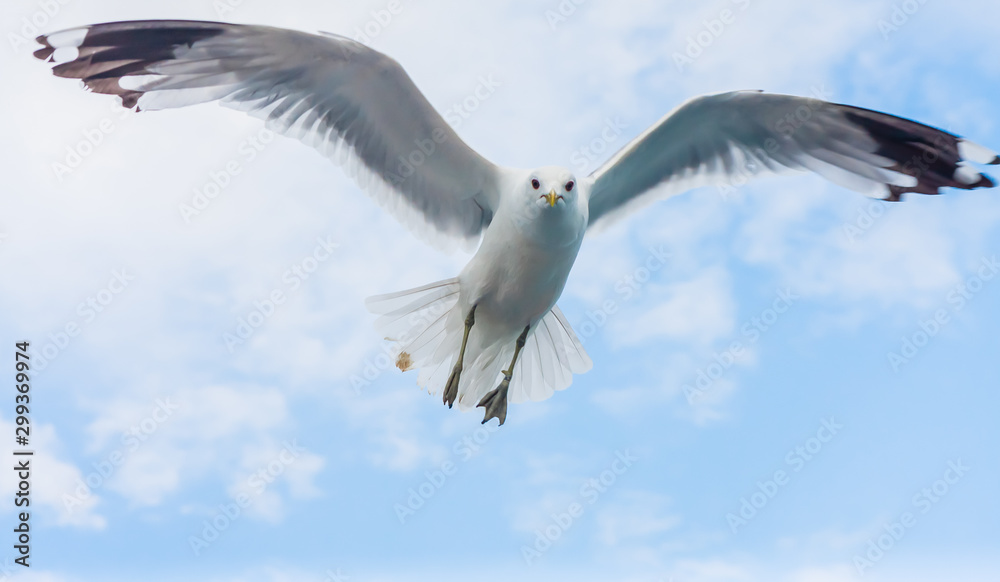 Seagull flying against cloudy sky
