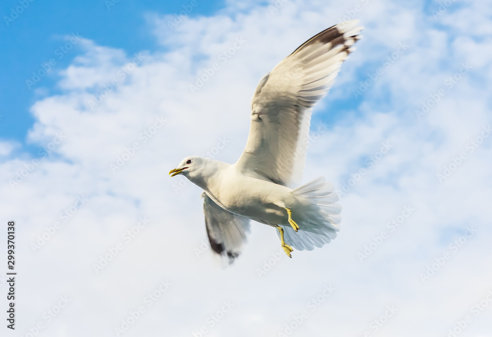 Fototapeta premium Seagull flying against cloudy sky