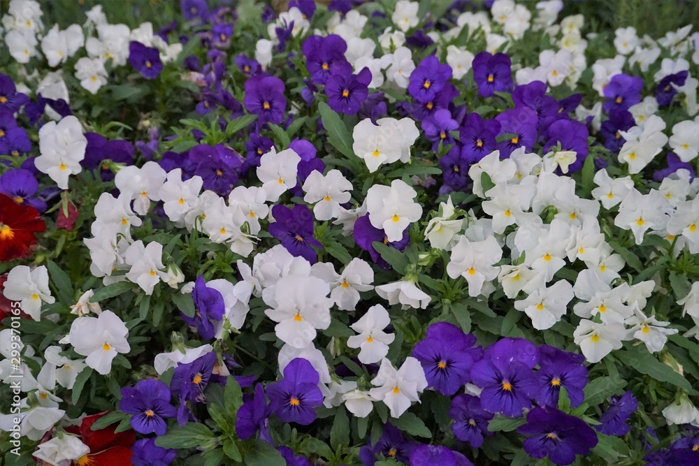 Obraz premium 満開に咲く密集した色とりどりのパンジーの花