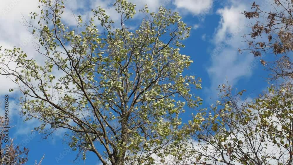 tree in spring tree in spring