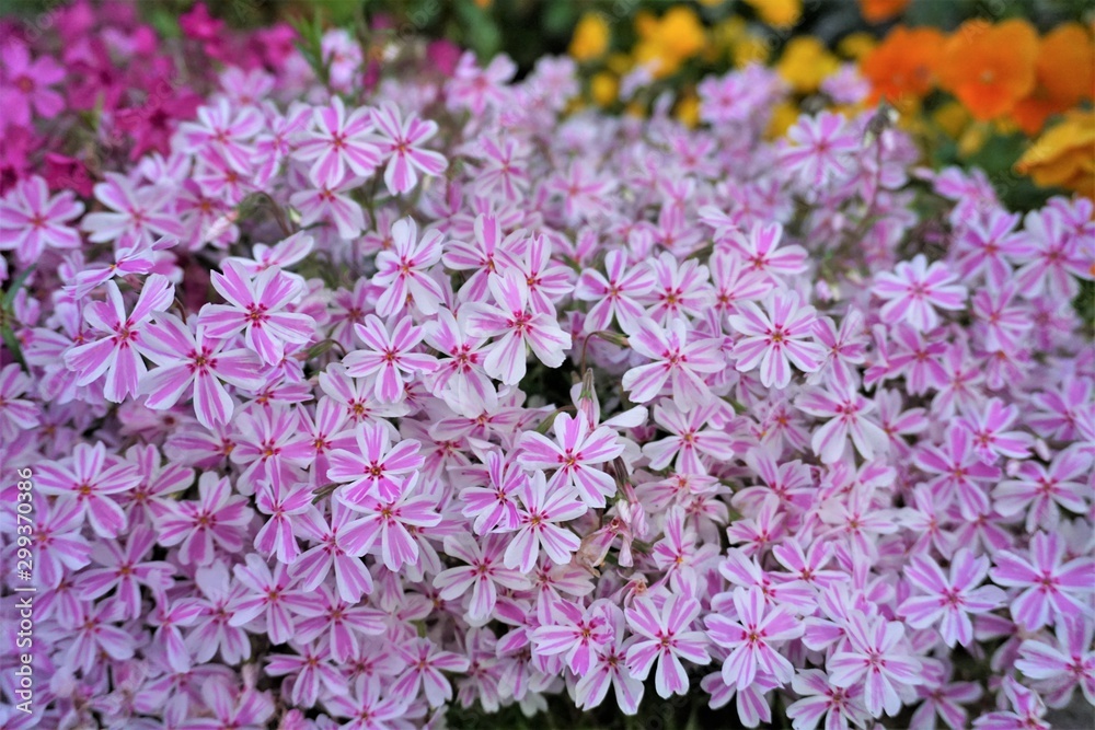 密集した満開のピンクの白い小花 Stock Photo Adobe Stock