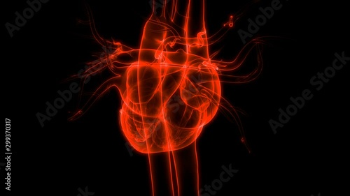 Human Heart beat Anatomy photo