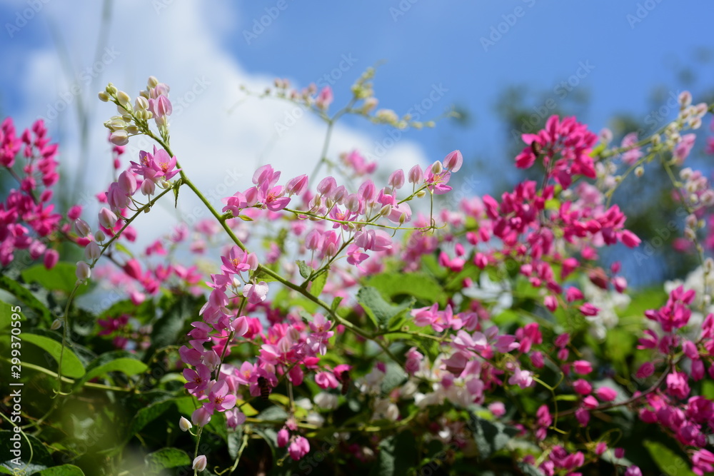 Obraz premium Colorful flowers and green leaves in nature