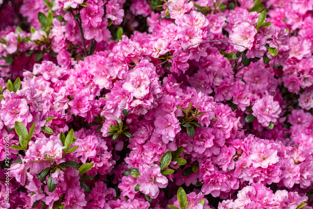 Pink Japanese Azalea on the branch in the garden Pink Japanese Azalea on the branch in the garden