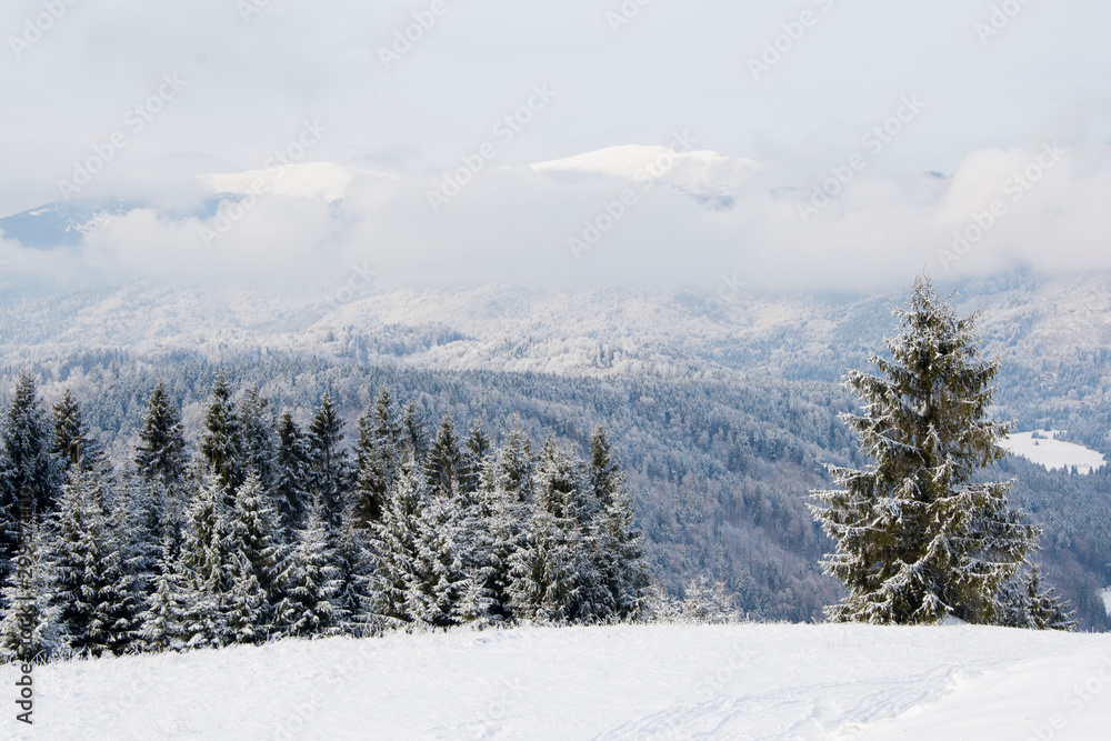 Snow covered trees and frozen forest in the background