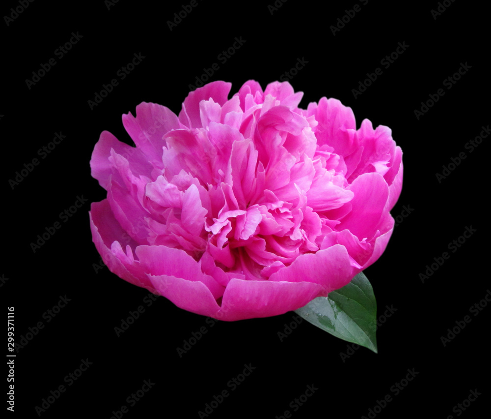 Beautiful pink peony isolated on a black background Beautiful pink peony isolated on a black background