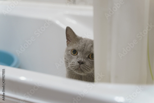 british shorthair cat peeps from behind the edge of the bathroom