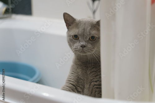 Fototapeta Naklejka Na Ścianę i Meble -  british shorthair cat peeps from behind the edge of the bathroom
