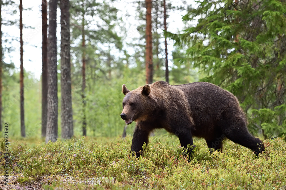 Fototapeta premium bear walkin in forest landscape
