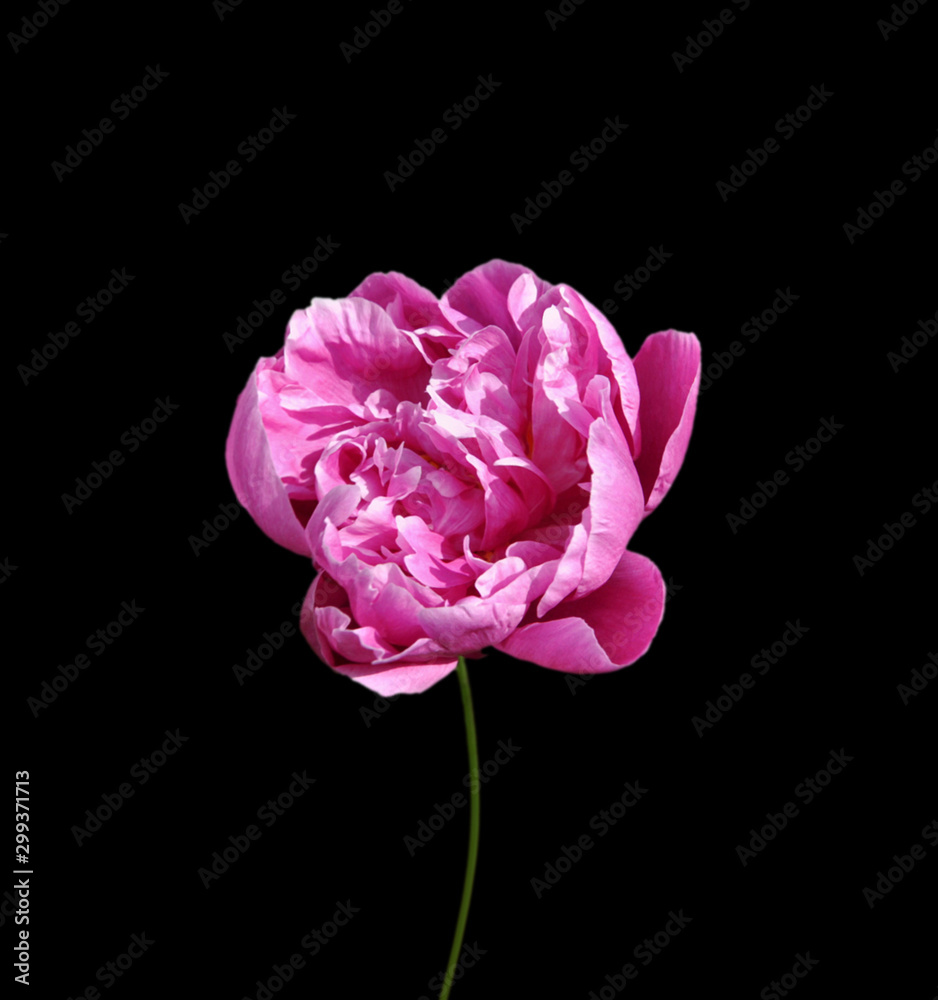Beautiful pink peony isolated on a black background Beautiful pink peony isolated on a black background