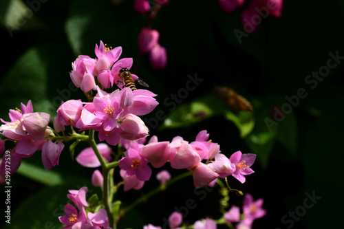 Beautiful colorful flowers are blooming  © tharathip