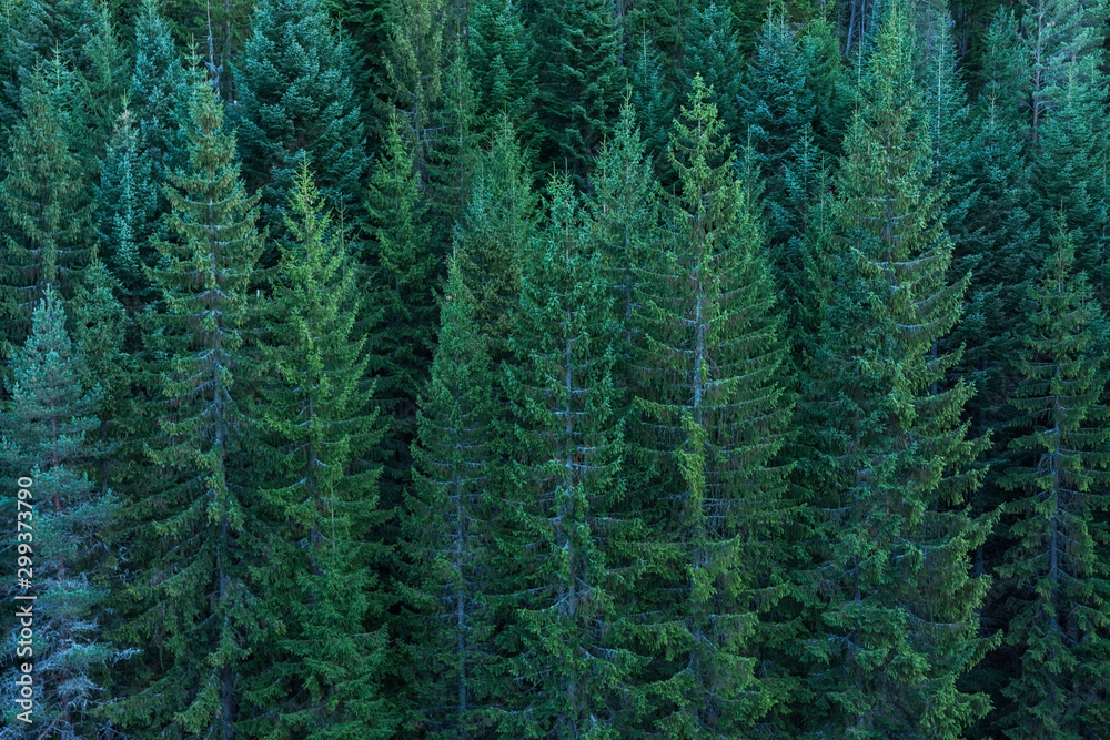 custom made wallpaper toronto digitalEndless fir tree forest on mountainside in the autumn.  Coniferous woods. Background, texture concept. Closeup view.