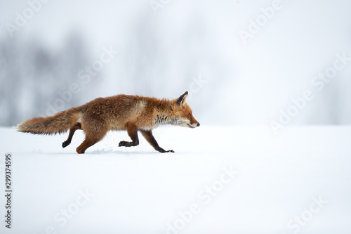The red fox (Vulpes vulpes) is the largest of the true foxes and one of the most widely distributed members of the order Carnivora
