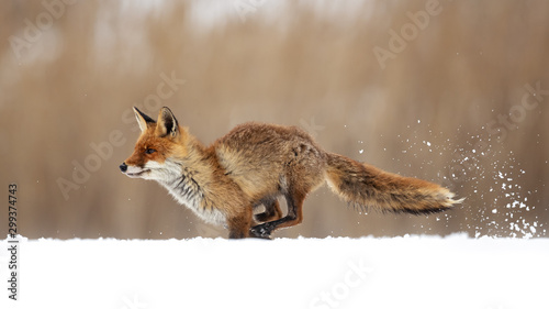 The red fox (Vulpes vulpes) is the largest of the true foxes and one of the most widely distributed members of the order Carnivora © Milan