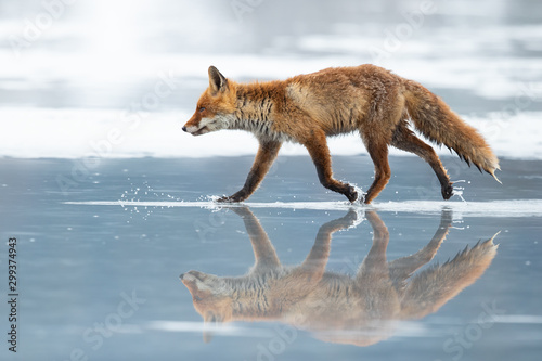 Fototapeta Naklejka Na Ścianę i Meble -  The red fox (Vulpes vulpes) is the largest of the true foxes and one of the most widely distributed members of the order Carnivora