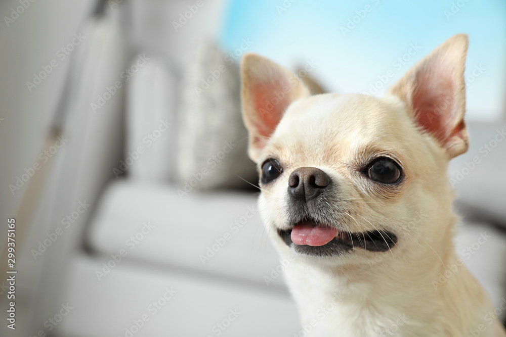 Adorable Toy Terrier on blurred background. Domestic dog