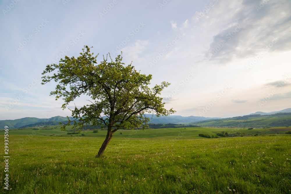 Lonely tree on a meadow