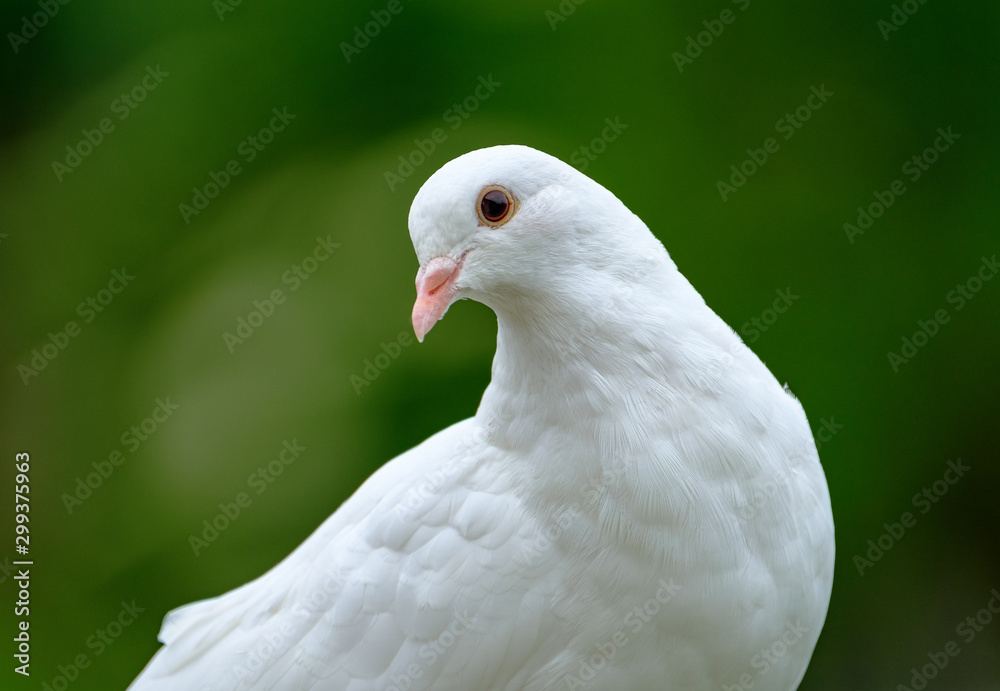 Obraz premium White adult Dove seen perched on a branch in an English Garden, looking for food. Detail of the birds head and feathers are clearly evident.