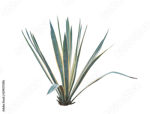 Agave plant isolated on white background. clipping path. Agave plant tropical drought tolerance has sharp thorns.