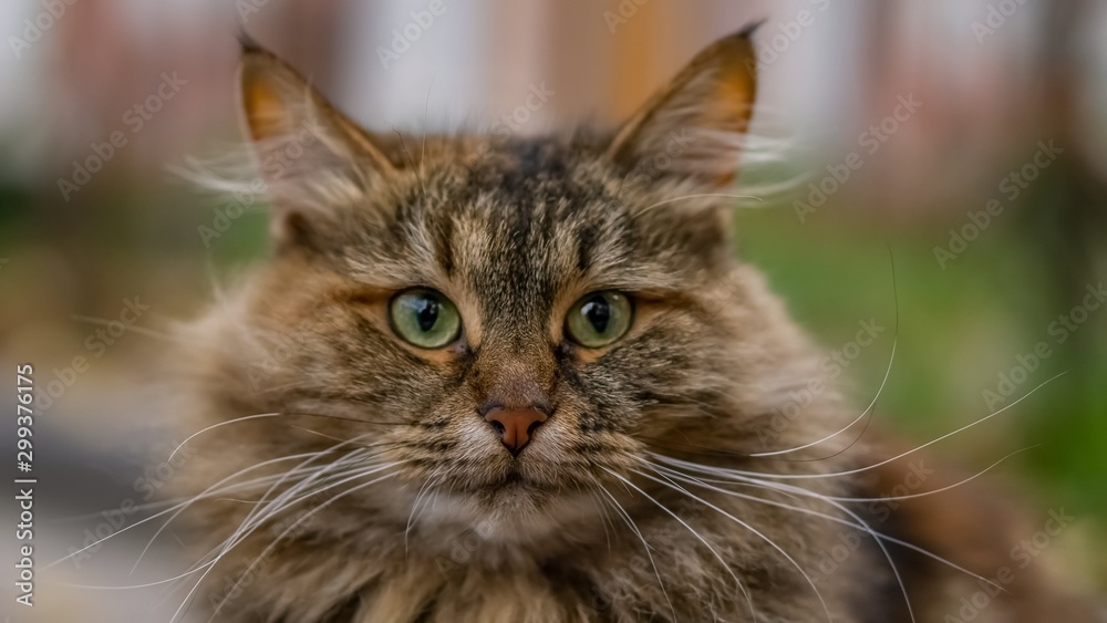 Portrait of cat 