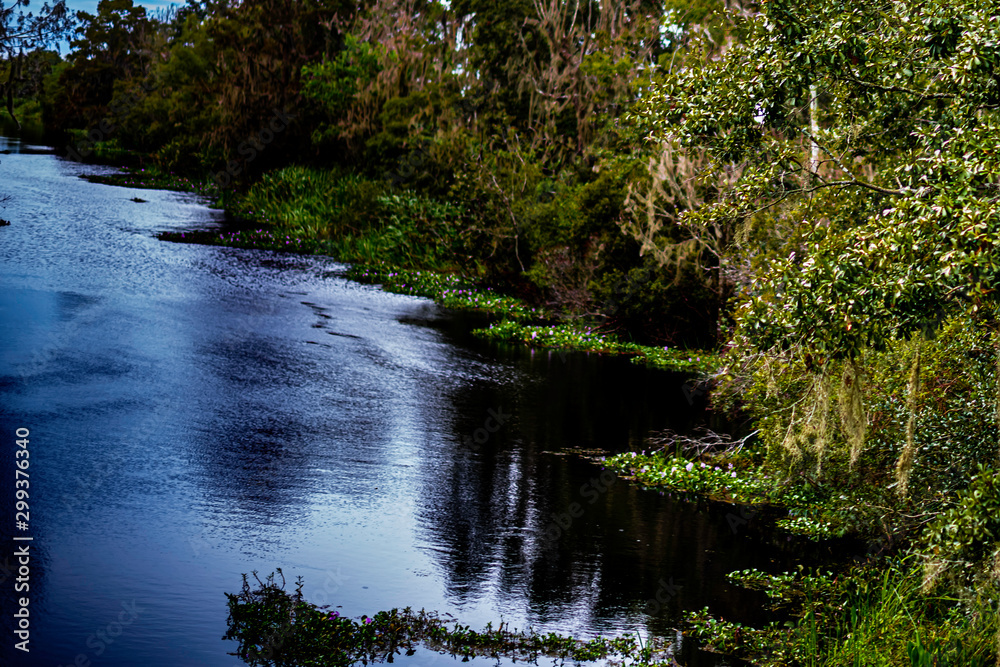 trees on the bayou