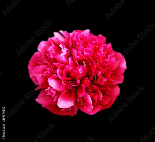 Beautiful red peony isolated on a black background