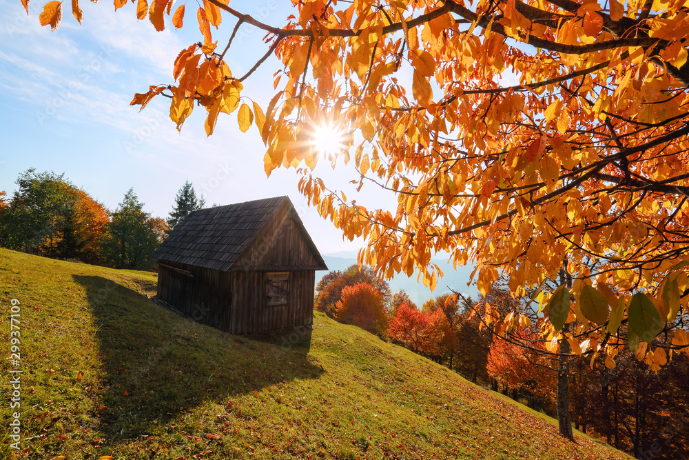 Old wooden hut on the lawn. Autumn landscape with the trees. Sun rays shine through the orange leaves. Colorful wallpaper background. Location place of Carpathian mountains, Ukraine, Europe.