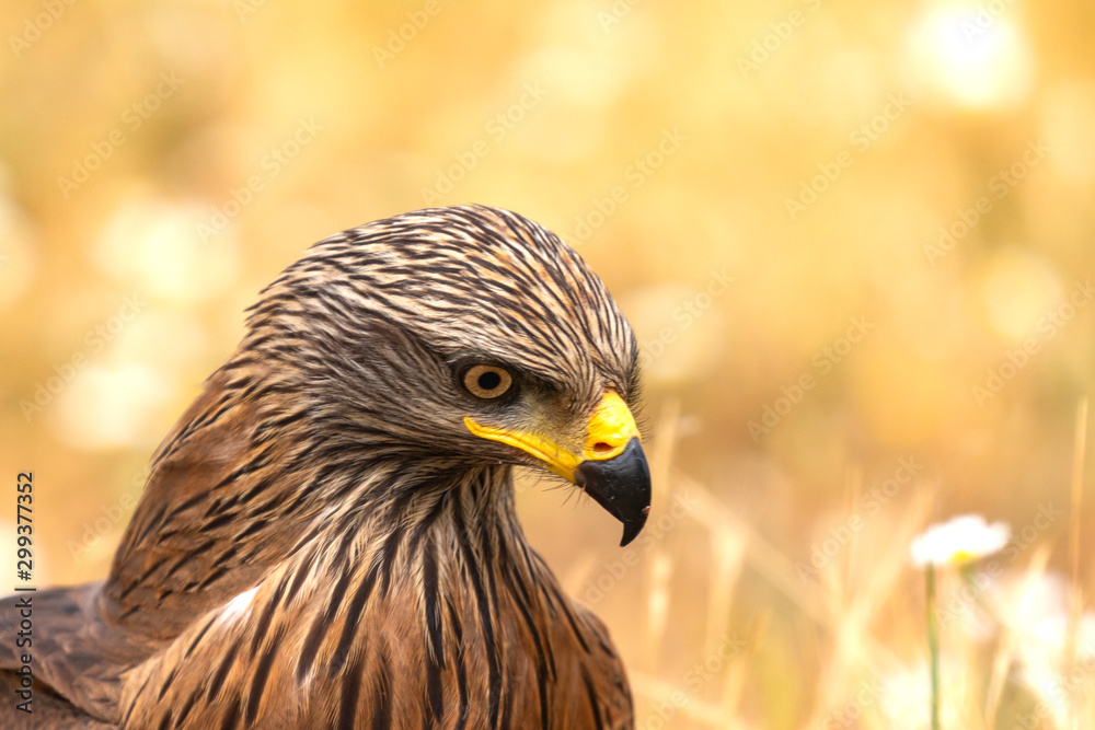 Obraz premium Close-up portrait of a Brown Kite