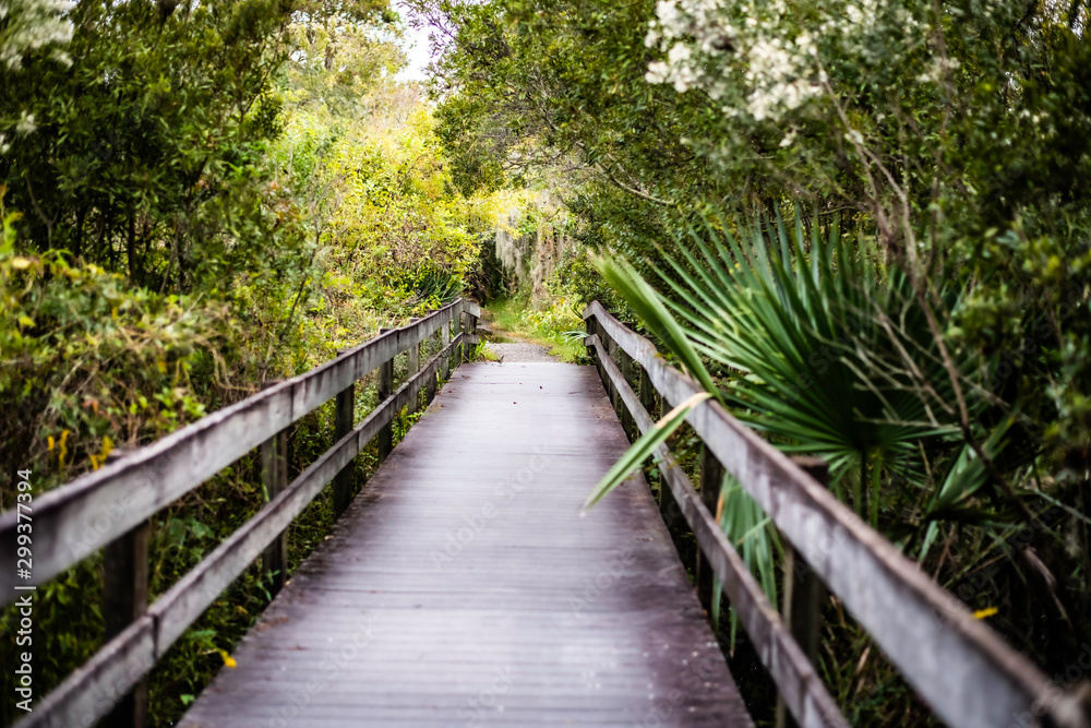 wooden bridge in the forest